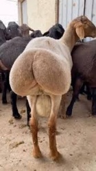 1acac788-8af3-4a17-878f-e94368e876a4