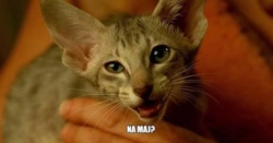 39ae4be2-8b0c-4ab7-9ed2-10de16e9bc54