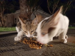 2bacc80c-18fb-4699-8408-0b88ec18dd65