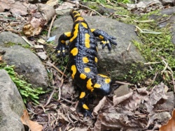 f409a845-2289-4cb4-aae4-48d4f6306451