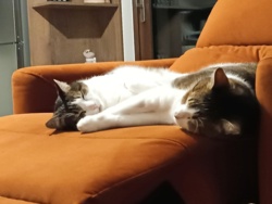 0678e61f-82a5-4782-9b54-a07017174007