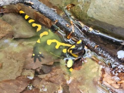 16680c2e-da49-4bf9-9a0d-fa8d2fde5fba