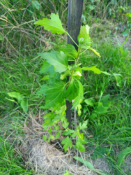 49bfad26-015e-4826-a7b4-0ebc0c57e8f0