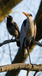 95177d15-7480-4162-b998-1b749cf02528