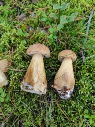 1685da78-713d-4b64-8768-a137eda0e1bc