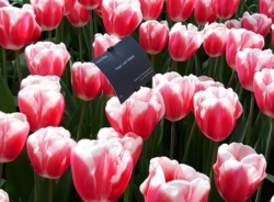 81cc1399-bb61-47ba-b0c7-cf7ce8755a91