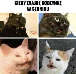 344a244d-a91a-4574-9948-f60921aaa994