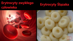 0b4aa3bc-c561-438f-ae4e-eace07171376