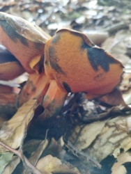 d45764c9-765c-4fad-a726-f8938217ea44