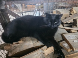 c0eba8cb-5eff-4321-aa00-d3c7bd5dad2c