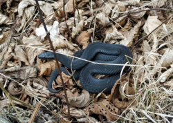 c2d36fee-1ce4-4235-941a-1b81c1631473