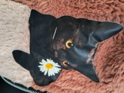 af0ab072-214d-4d17-b5ef-d3264c103753