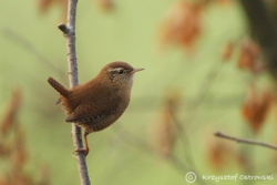 ce37cf79-4fe6-4838-a826-044a2113ebdd