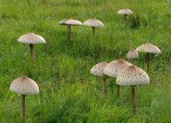 85899c2c-fcc4-4a9d-8b7e-bee3b9f9e266