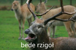 2c4b7b54-25b7-4388-915f-6f09dde9e101