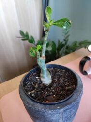 399b4931-c893-470e-b6c9-0d0e8391c0b7