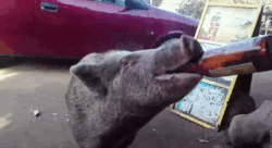 cf612997-4dc8-417f-a89b-91a4f24c7b66