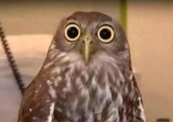 c19dabdb-e5f6-450e-9331-9c89d93506ea