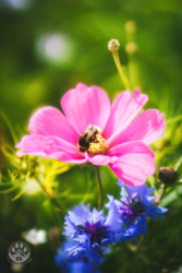 c6269881-2589-4575-8d3f-4cf70df4ea2f