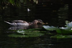 a27398ce-5ade-4a33-85ce-b951187e6012