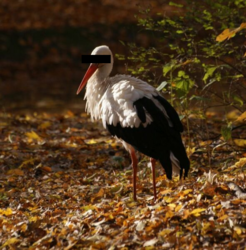 b3c446a9-c8b7-4c50-bec1-f6064a5b934a