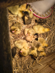 60ddc2d8-6c54-4cb6-a897-ee3d1beec360