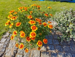 efe0a530-c72f-4f71-84c2-63c925f6334c