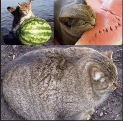 2e3dc212-c173-4372-a621-8a77dfd7875f