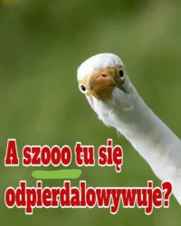 6bcc0044-f1e3-44d8-8f2f-642af47f644a