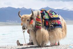 472e17fa-eb86-429e-9a6e-1ad186671359