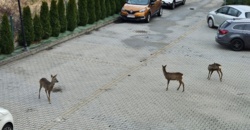 6b338fae-fff5-4b6a-b5a9-7d2d411c241d