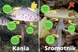 3ac49fe1-2b47-4ad0-aeca-e5915925f465