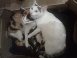 6c66028f-2d87-4ac3-aaa0-e0a958b985fc