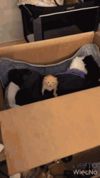 7ca3e024-c3cb-4270-b65d-797f2c6c8e22