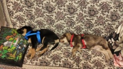 024d7dc9-5143-44e7-ba89-22732f81d691