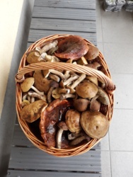 dce6b483-55ac-4586-a6ca-db295482db82