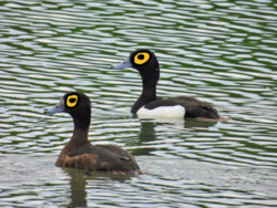 5c83b8de-bcd8-410e-b098-481fa5b3e6c5