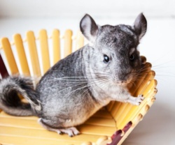 dc87796a-387d-4efc-b09c-49ae532fd705