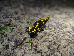 a6ad970e-35b0-428b-a9e3-8e5a45f44cf3