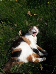 a3e33af7-4661-4d5d-aae8-1154e2f5197a