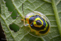 6775c2ae-83d8-4ac9-be14-e6cc09db6010