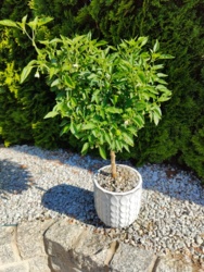 a5b353e9-47ce-4dba-b942-0ac3d5c601f2