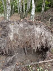 e331e31d-9f35-4a06-ad93-61715d8a2a7f