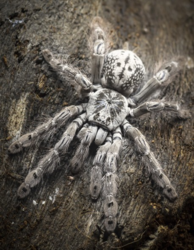 ebe02560-d665-43c6-b4a2-59183e57af0e