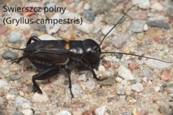 241b9a1d-7df1-484b-af33-5f1406cb4fb3