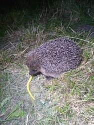 86c222a7-79db-4ed0-a82d-fc4802e84d12