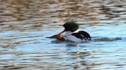 c64dfe23-b7e5-4bfd-967a-ec6f6d7c6076