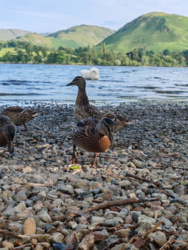 2cb77807-8aca-4ec1-9c4c-76216b3bdb62