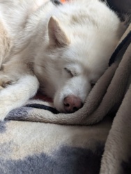 6d00bf96-5f10-42f2-bad6-aa8c33d4a102