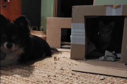 d73f9251-3b82-4300-9e0d-a9b5f065f124